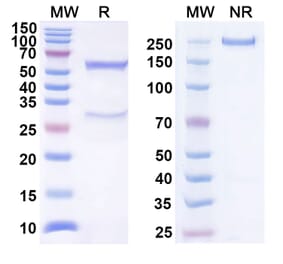 SDS-PAGE - Anti-BTLA Antibody [LY3361237] Biosimilar - BSA and Azide free (A339372) - Antibodies.com