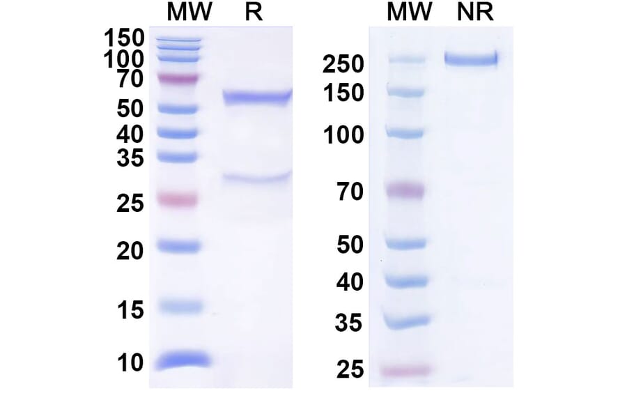 SDS-PAGE - Anti-BTLA Antibody [LY3361237] Biosimilar - BSA and Azide free (A339372) - Antibodies.com