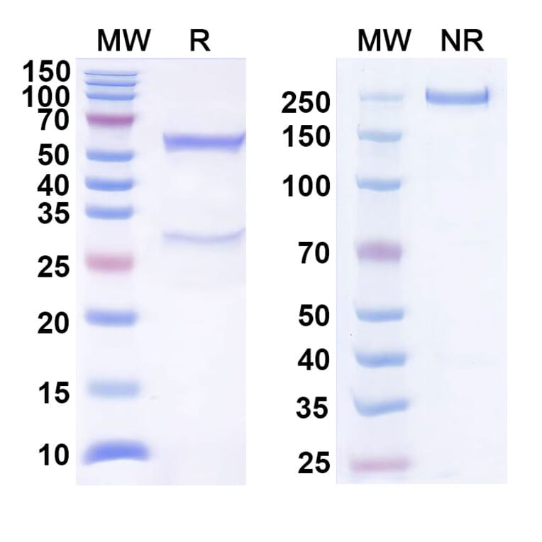 SDS-PAGE - Anti-BTLA Antibody [LY3361237] Biosimilar - BSA and Azide free (A339372) - Antibodies.com