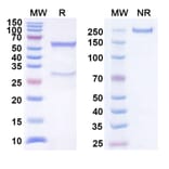 SDS-PAGE - Anti-BTLA Antibody [LY3361237] Biosimilar - BSA and Azide free (A339372) - Antibodies.com