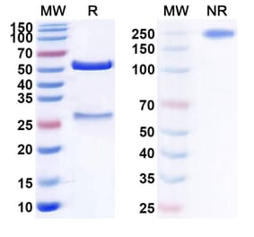 SDS-PAGE - Anti-C5 Antibody [MUBODINA] Biosimilar - BSA and Azide free (A339373) - Antibodies.com