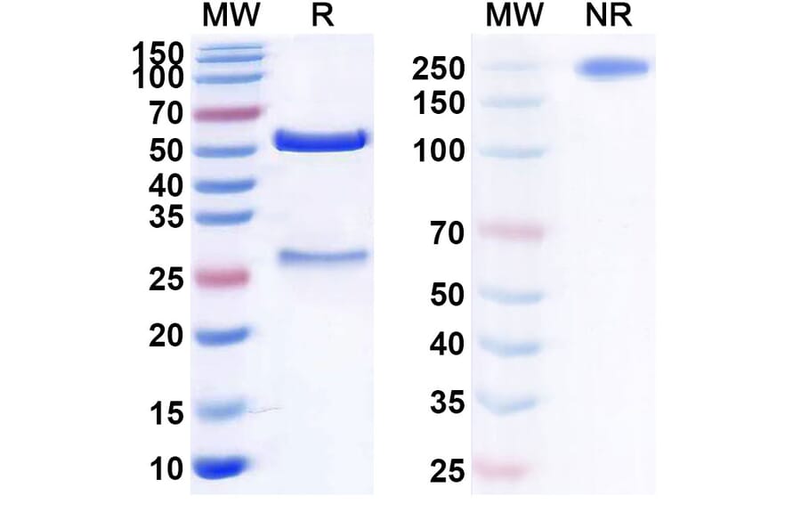 SDS-PAGE - Anti-C5 Antibody [MUBODINA] Biosimilar - BSA and Azide free (A339373) - Antibodies.com