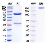SDS-PAGE - Anti-C5 Antibody [CAN16] Biosimilar - BSA and Azide free (A339374) - Antibodies.com