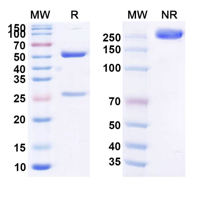 SDS-PAGE - Anti-C5 Antibody [ISU35] Biosimilar - BSA and Azide free (A339376) - Antibodies.com