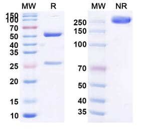 SDS-PAGE - Anti-C5 Antibody [P 14] Biosimilar - BSA and Azide free (A339377) - Antibodies.com