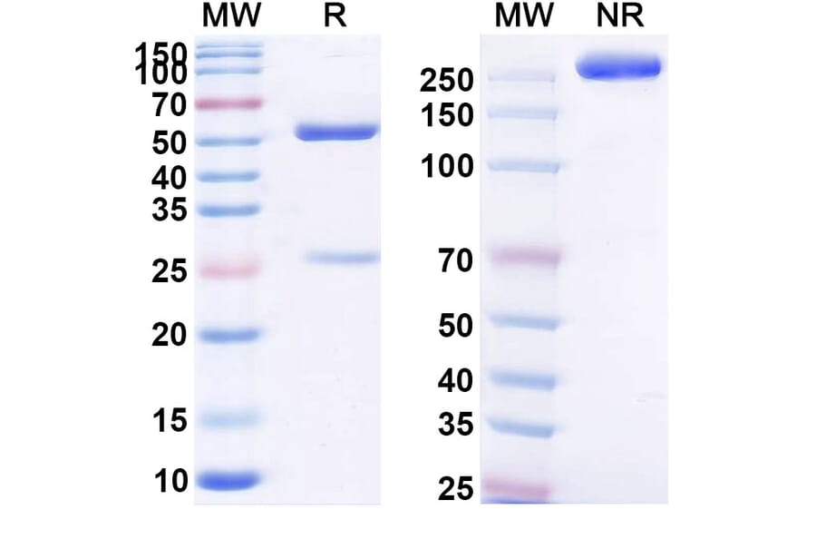 SDS-PAGE - Anti-C5 Antibody [MEDI7814] Biosimilar - BSA and Azide free (A339378) - Antibodies.com