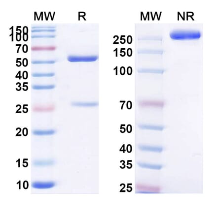SDS-PAGE - Anti-C5 Antibody [MEDI7814] Biosimilar - BSA and Azide free (A339378) - Antibodies.com