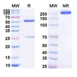 SDS-PAGE - Anti-C5aR Antibody [ADC-14] Biosimilar - BSA and Azide free (A339379) - Antibodies.com