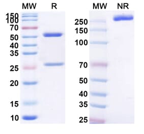 SDS-PAGE - Anti-MUC16 Antibody [EDO-772P] Biosimilar - BSA and Azide free (A339381) - Antibodies.com