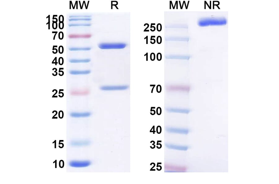 SDS-PAGE - Anti-MUC16 Antibody [EDO-772P] Biosimilar - BSA and Azide free (A339381) - Antibodies.com