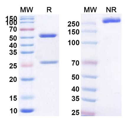 SDS-PAGE - Anti-MUC16 Antibody [EDO-772P] Biosimilar - BSA and Azide free (A339381) - Antibodies.com