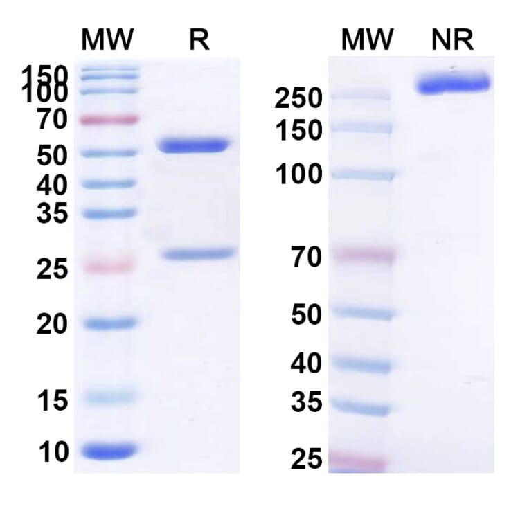 SDS-PAGE - Anti-MUC16 Antibody [EDO-772P] Biosimilar - BSA and Azide free (A339381) - Antibodies.com
