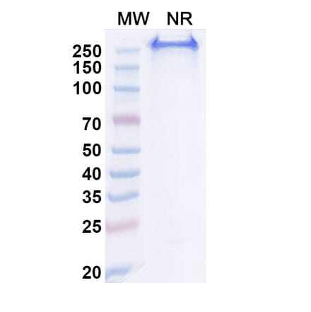 SDS-PAGE - Anti-CA9 Antibody [BAY 79462] Biosimilar - BSA and Azide free (A339384) - Antibodies.com