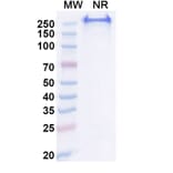 SDS-PAGE - Anti-CA9 Antibody [BAY 79462] Biosimilar - BSA and Azide free (A339384) - Antibodies.com