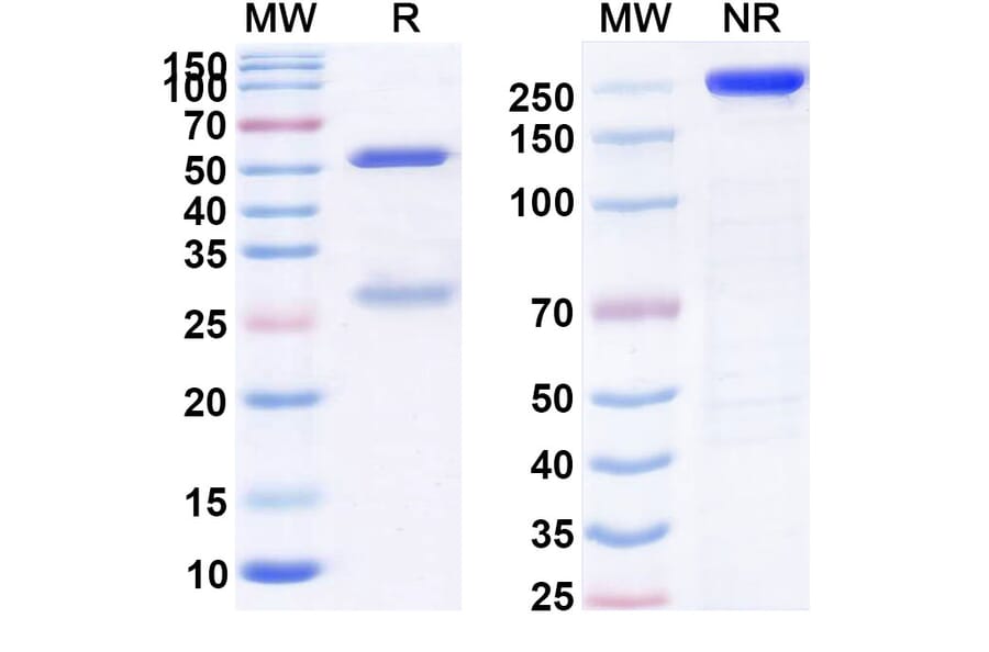 SDS-PAGE - Anti-Cannabinoid Receptor I Antibody [GFB-24] Biosimilar - BSA and Azide free (A339385) - Antibodies.com