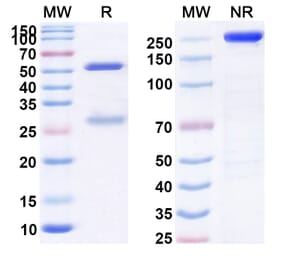 SDS-PAGE - Anti-CCL20 Antibody [GSK352] Biosimilar - BSA and Azide free (A339386) - Antibodies.com