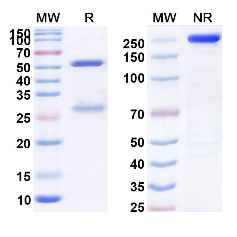 SDS-PAGE - Anti-CYR61 Antibody [YM1B] Biosimilar - BSA and Azide free (A339387) - Antibodies.com