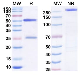SDS-PAGE - Anti-CCR5 Antibody [HGS125] Biosimilar - BSA and Azide free (A339390) - Antibodies.com