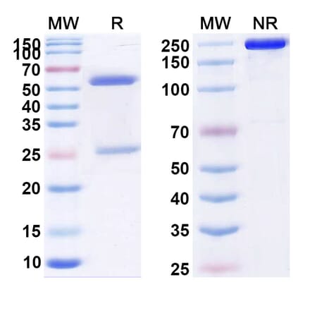 SDS-PAGE - Anti-CCR5 Antibody [HGS11] Biosimilar - BSA and Azide free (A339391) - Antibodies.com