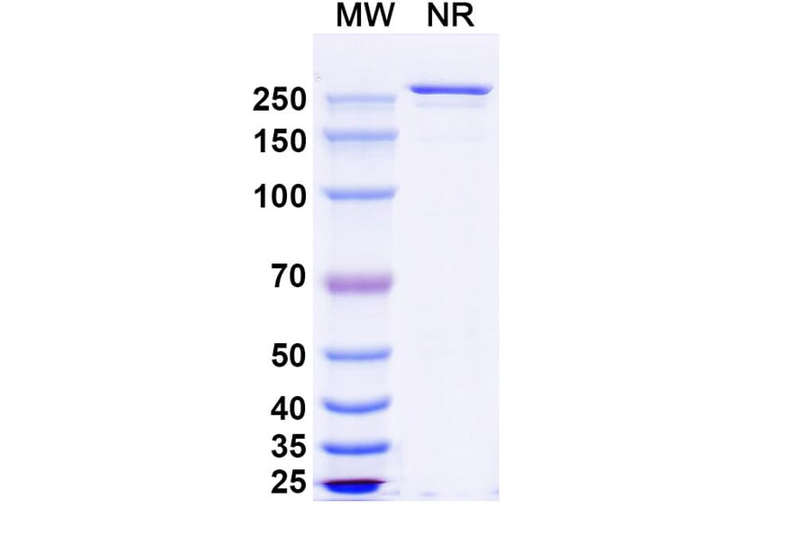 SDS-PAGE - Anti-CCR7 Antibody [CAP-1] Biosimilar - BSA and Azide free (A339392) - Antibodies.com