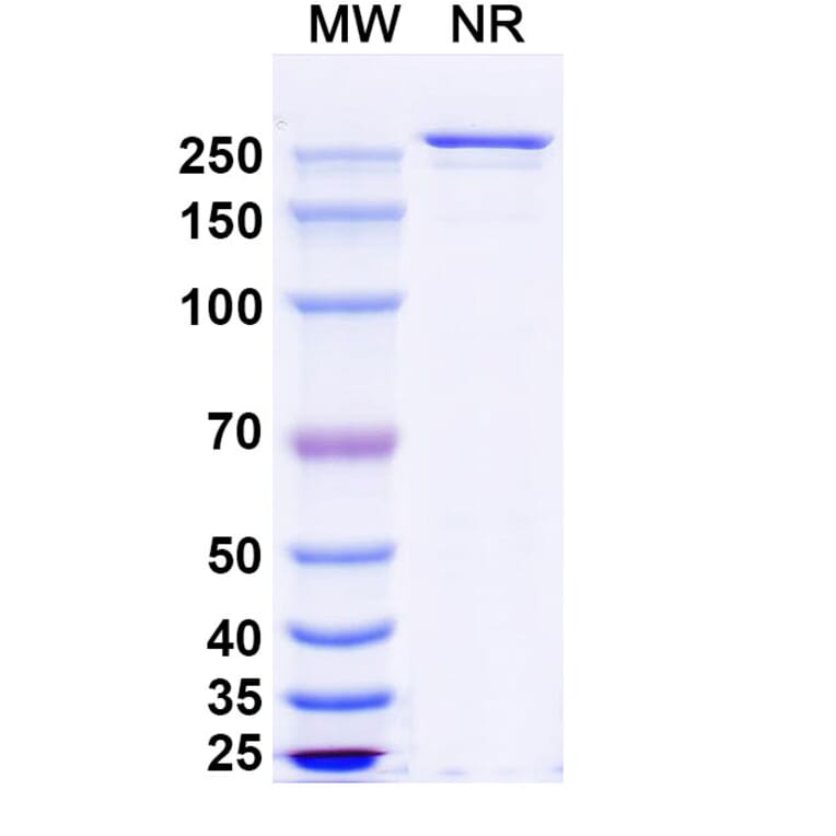SDS-PAGE - Anti-CCR7 Antibody [CAP-1] Biosimilar - BSA and Azide free (A339392) - Antibodies.com