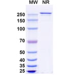 SDS-PAGE - Anti-CCR7 Antibody [CAP-1] Biosimilar - BSA and Azide free (A339392) - Antibodies.com