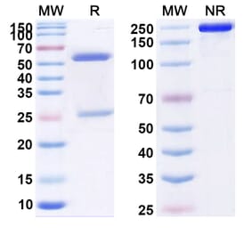 SDS-PAGE - Anti-CCR7 Antibody [JBH492] Biosimilar - BSA and Azide free (A339393) - Antibodies.com