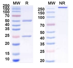 SDS-PAGE - Anti-CCR8 Antibody [BMS-98634] Biosimilar - BSA and Azide free (A339394) - Antibodies.com