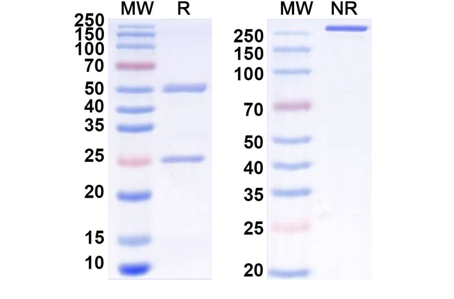 SDS-PAGE - Anti-CCR8 Antibody [BMS-98634] Biosimilar - BSA and Azide free (A339394) - Antibodies.com