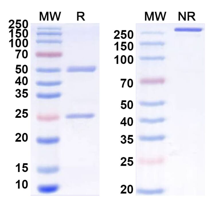SDS-PAGE - Anti-CCR8 Antibody [BMS-98634] Biosimilar - BSA and Azide free (A339394) - Antibodies.com