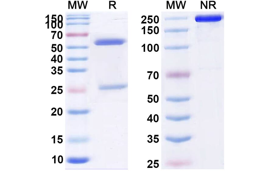 SDS-PAGE - Anti-CCR8 Antibody [HFB1111] Biosimilar - BSA and Azide free (A339395) - Antibodies.com