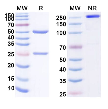 SDS-PAGE - Anti-CCR8 Antibody [CM369] Biosimilar - BSA and Azide free (A339396) - Antibodies.com