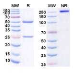 SDS-PAGE - Anti-CD105 Antibody [TRC25] Biosimilar - BSA and Azide free (A339397) - Antibodies.com