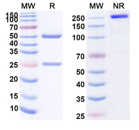 SDS-PAGE - Anti-CD146 Antibody [JM1-24-3] Biosimilar - BSA and Azide free (A339398) - Antibodies.com