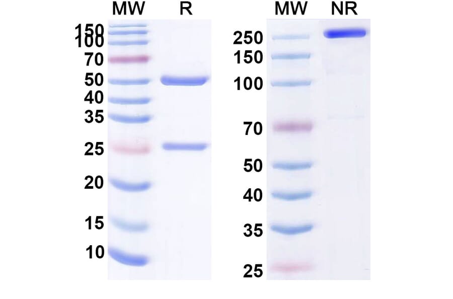 SDS-PAGE - Anti-CD146 Antibody [JM1-24-3] Biosimilar - BSA and Azide free (A339398) - Antibodies.com