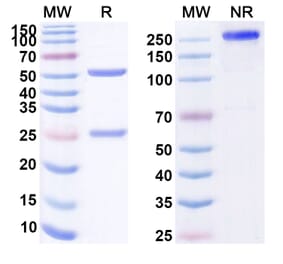 SDS-PAGE - Anti-CD160 Antibody [MAT 32] Biosimilar - BSA and Azide free (A339401) - Antibodies.com