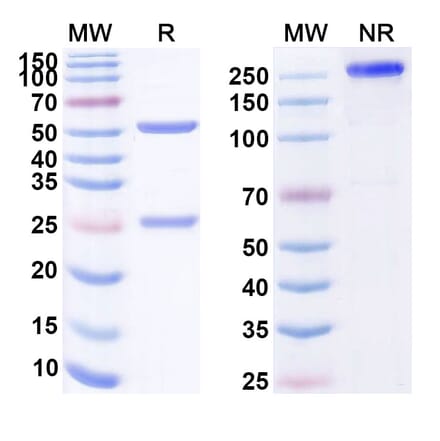 SDS-PAGE - Anti-CD160 Antibody [MAT 32] Biosimilar - BSA and Azide free (A339401) - Antibodies.com