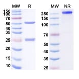 SDS-PAGE - Anti-CD160 Antibody [MAT 32] Biosimilar - BSA and Azide free (A339401) - Antibodies.com