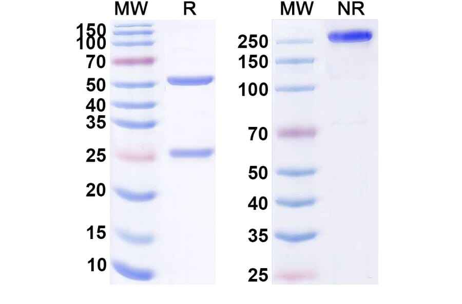 SDS-PAGE - Anti-CD160 Antibody [MAT 33] Biosimilar - BSA and Azide free (A339402) - Antibodies.com