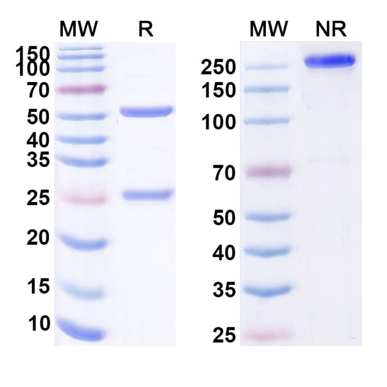 SDS-PAGE - Anti-CD160 Antibody [MAT 33] Biosimilar - BSA and Azide free (A339402) - Antibodies.com