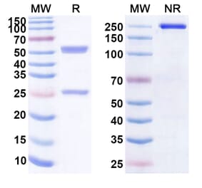 SDS-PAGE - Anti-CD163 Antibody [CYMAC-1] Biosimilar - BSA and Azide free (A339403) - Antibodies.com