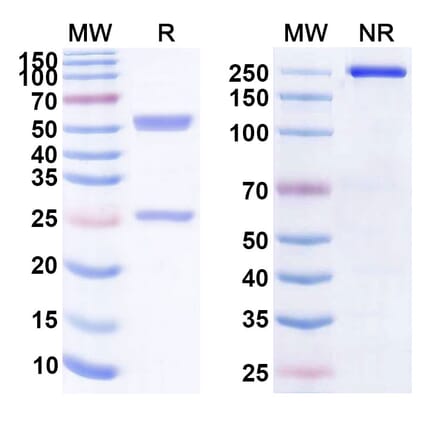 SDS-PAGE - Anti-CD163 Antibody [CYMAC-1] Biosimilar - BSA and Azide free (A339403) - Antibodies.com