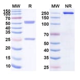 SDS-PAGE - Anti-CD163 Antibody [CYMAC-1] Biosimilar - BSA and Azide free (A339403) - Antibodies.com