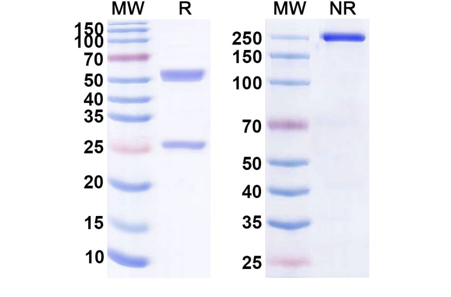 SDS-PAGE - Anti-CD163 Antibody [OR285] Biosimilar - BSA and Azide free (A339404) - Antibodies.com