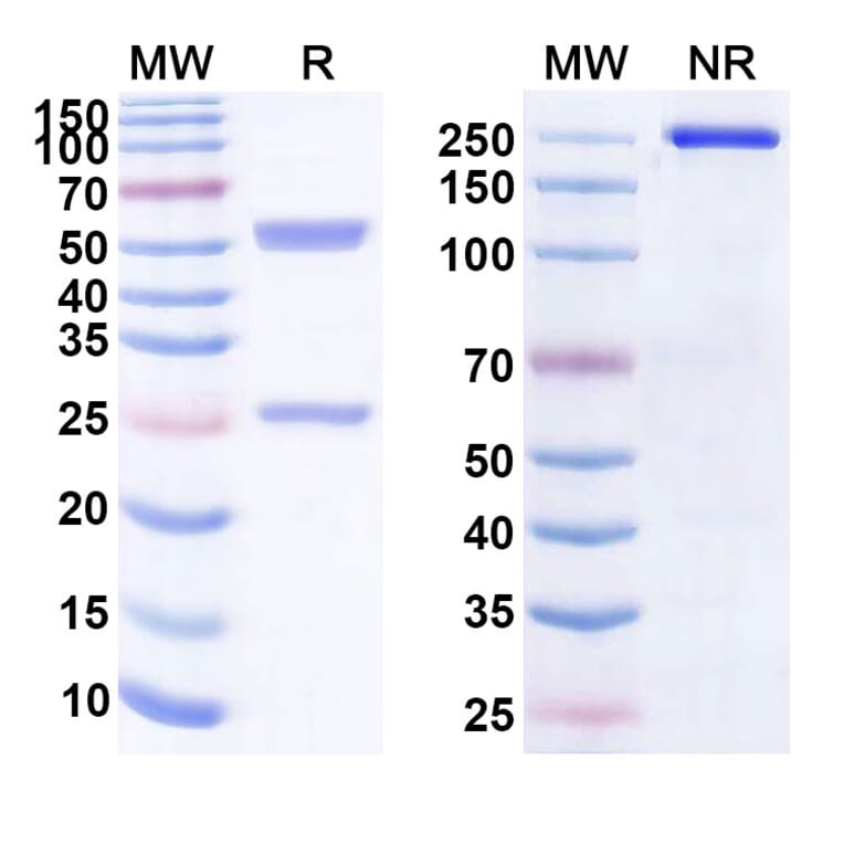 SDS-PAGE - Anti-CD163 Antibody [TBI 34H] Biosimilar - BSA and Azide free (A339405) - Antibodies.com