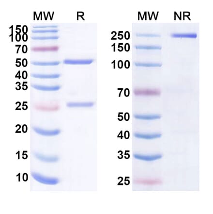 SDS-PAGE - Anti-CD19 Antibody [VB119] Biosimilar - BSA and Azide free (A339407) - Antibodies.com