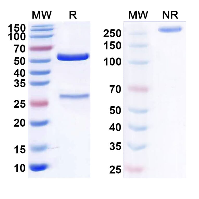 SDS-PAGE - Anti-CD19 Antibody [UCART19] Biosimilar - BSA and Azide free (A339408) - Antibodies.com