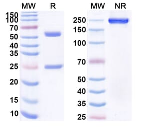 SDS-PAGE - Anti-CD19 Antibody [GC19F] Biosimilar - BSA and Azide free (A339411) - Antibodies.com