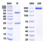 SDS-PAGE - Anti-CD19 Antibody [GC19F] Biosimilar - BSA and Azide free (A339411) - Antibodies.com