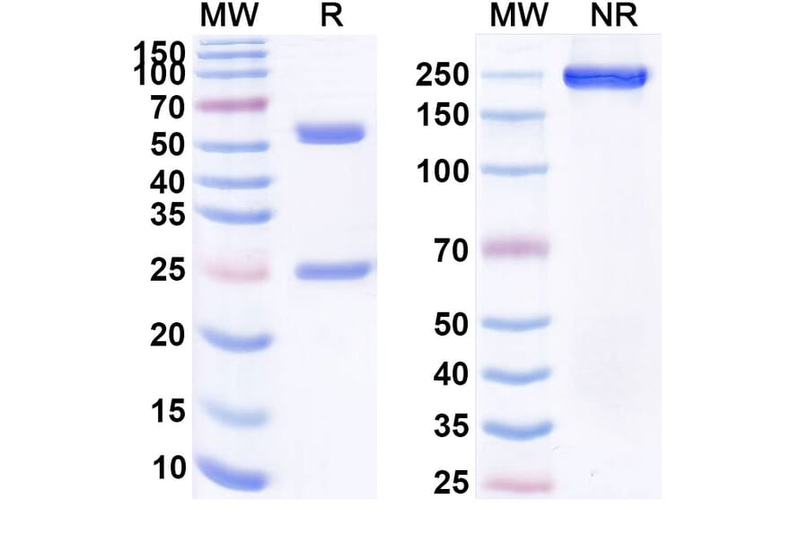 SDS-PAGE - Anti-CD19 Antibody [GC7g] Biosimilar - BSA and Azide free (A339412) - Antibodies.com